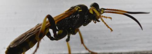 Réf. 289 945 : Ichneumon xanthorius